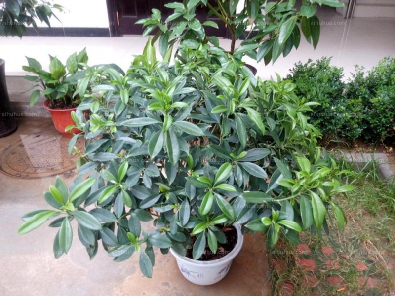 点击大图看下一张：灰莉图片