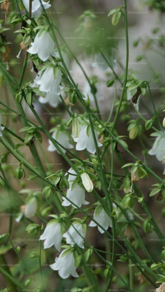 点击大图看下一张：荠苨图片