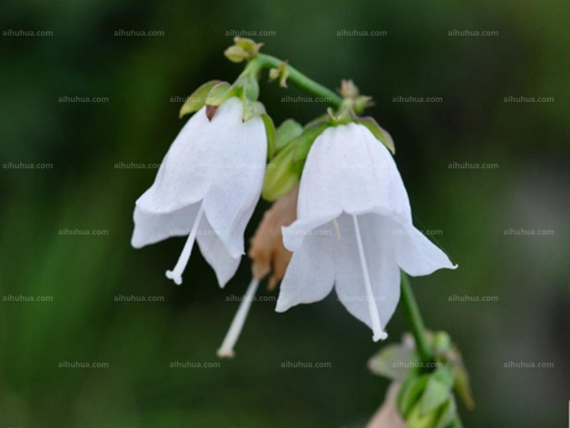 点击大图看下一张：荠苨图片