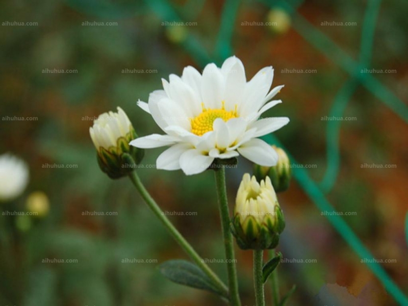 点击大图看下一张：小白菊图片
