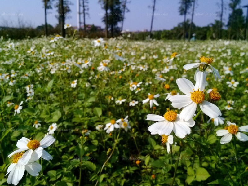 点击大图看下一张：小白菊图片