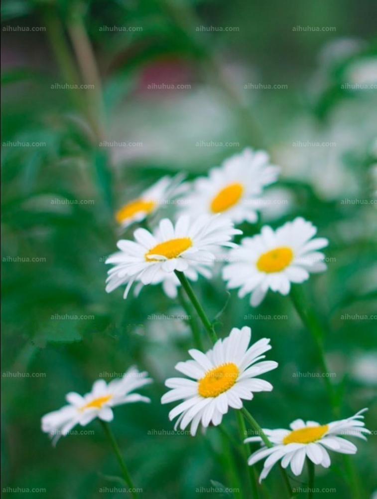 点击大图看下一张:小白菊图片