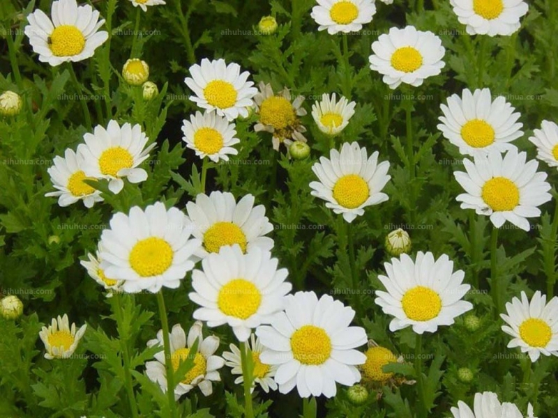 点击大图看下一张:小白菊图片