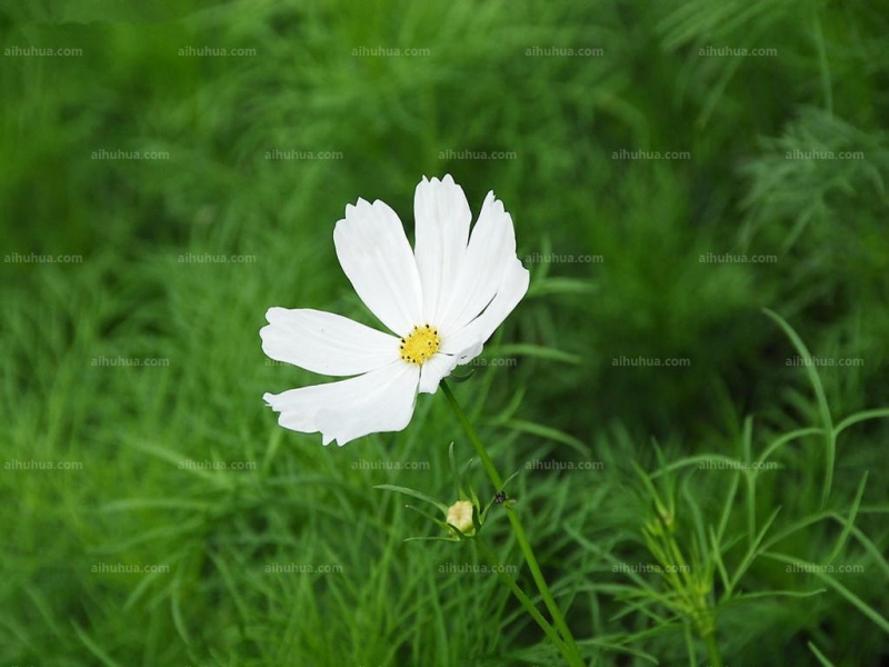 点击大图看下一张：小白菊图片
