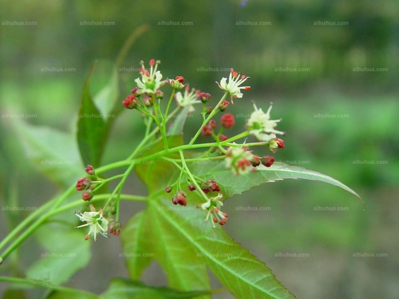 点击大图看下一张:秀丽槭图片