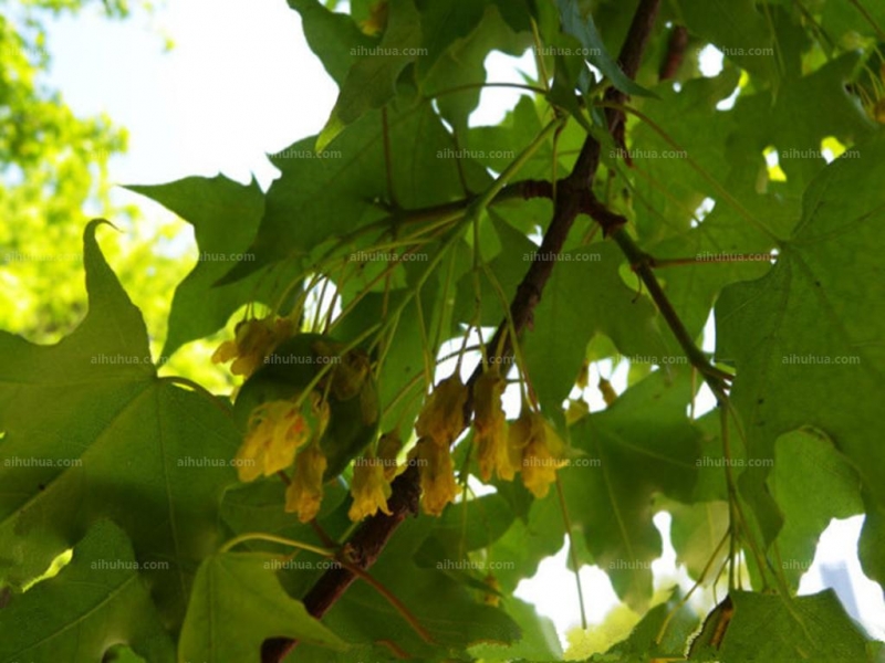 点击大图看下一张：秀丽槭图片