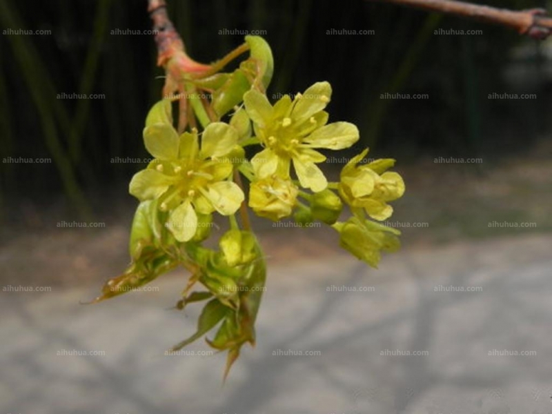 点击大图看下一张：秀丽槭图片