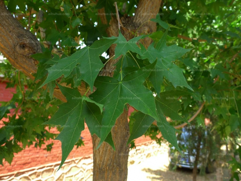 点击大图看下一张：秀丽槭图片