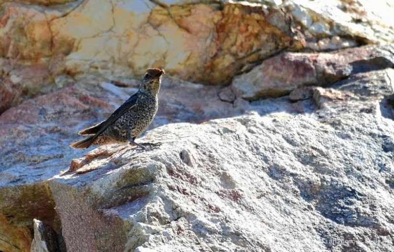 点击大图看下一张：动物蓝矶鸫图片
