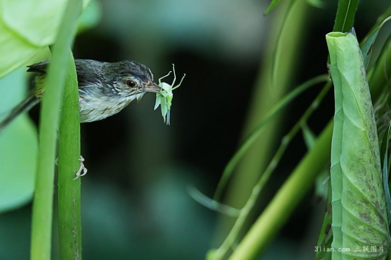 点击大图看下一张：褐头鹪莺图片