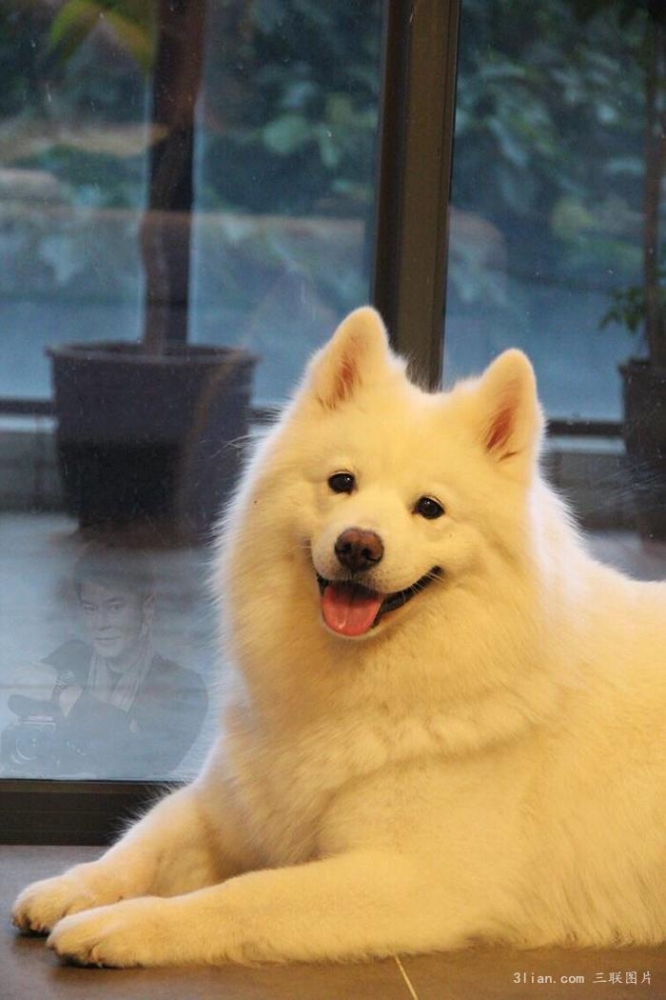 点击大图看下一张：可爱宠物萨摩耶犬图片