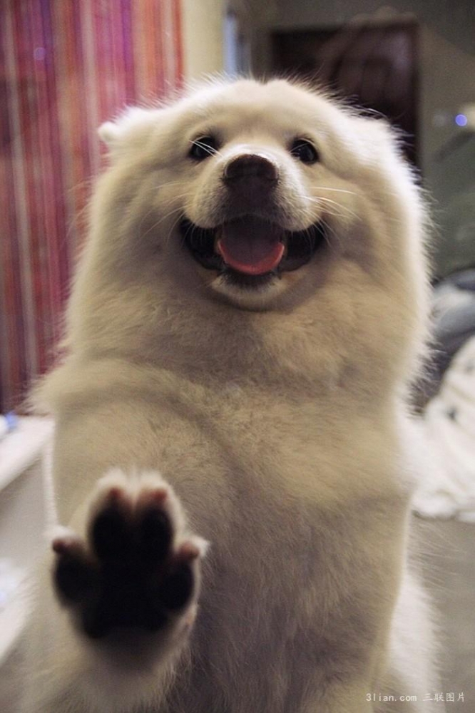 点击大图看下一张：可爱宠物萨摩耶犬图片