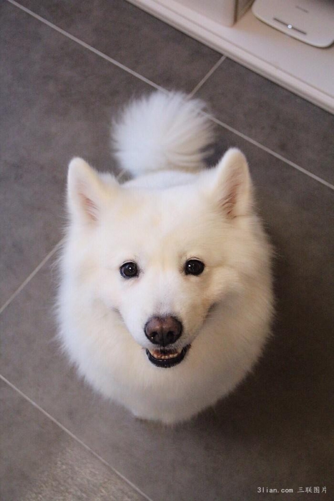 点击大图看下一张：可爱宠物萨摩耶犬图片