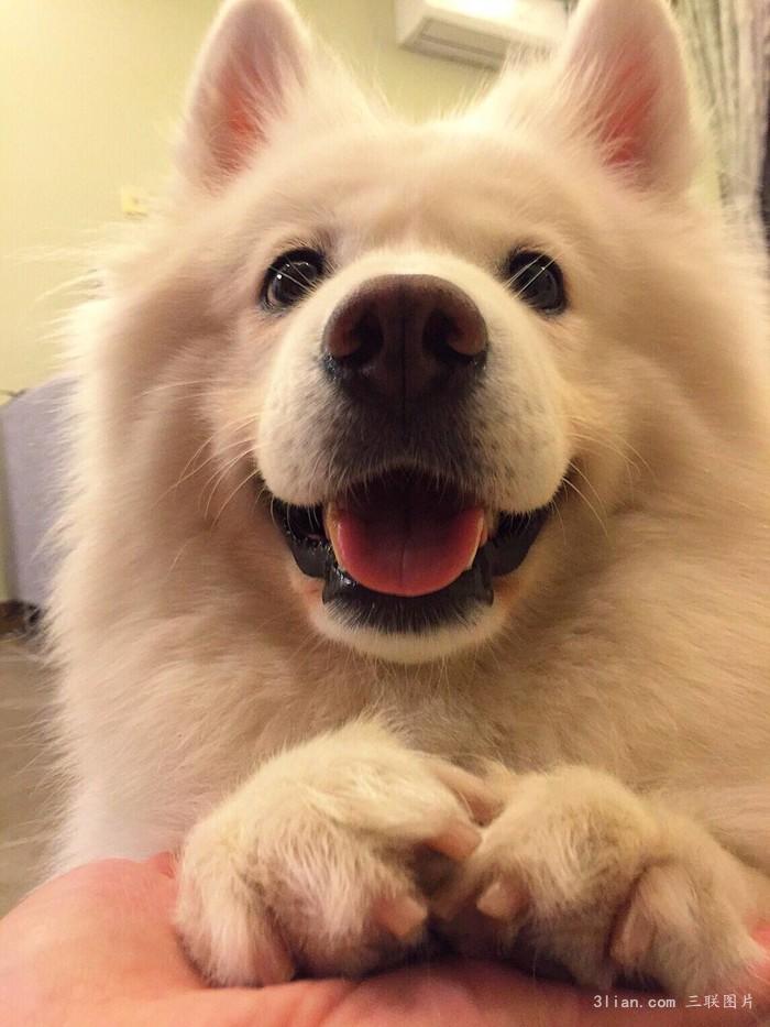 点击大图看下一张：可爱宠物萨摩耶犬图片