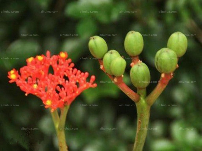 点击大图看下一张：佛肚树图片