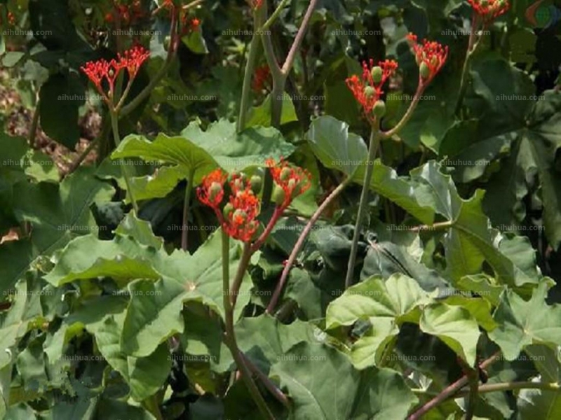 点击大图看下一张：佛肚树图片