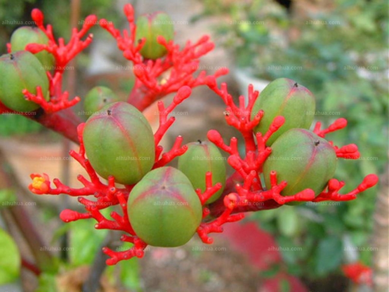 点击大图看下一张：佛肚树图片