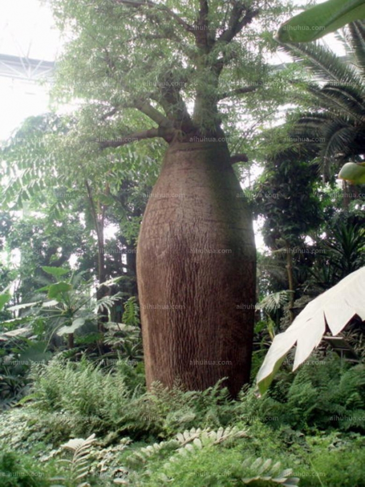 点击大图看下一张:佛肚树图片