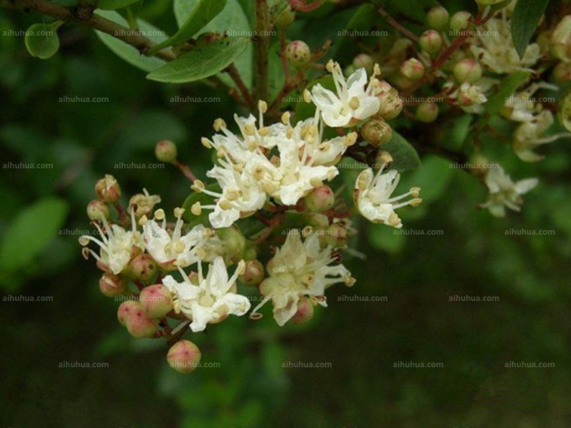 点击大图看下一张：海娜花图片