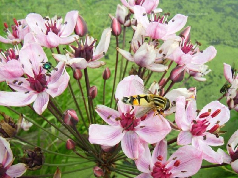 点击大图看下一张：花蔺图片