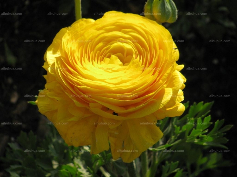 点击大图看下一张：花毛茛图片