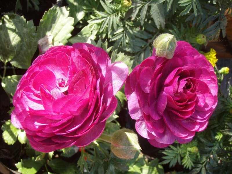 点击大图看下一张：花毛茛图片