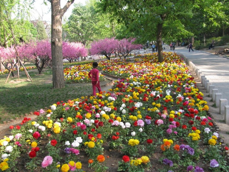 点击大图看下一张：花毛茛图片