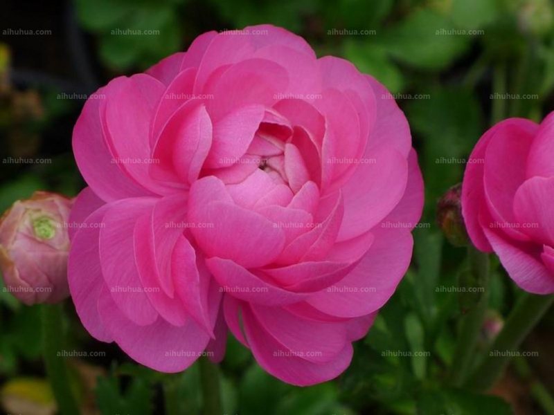 点击大图看下一张：花毛茛图片