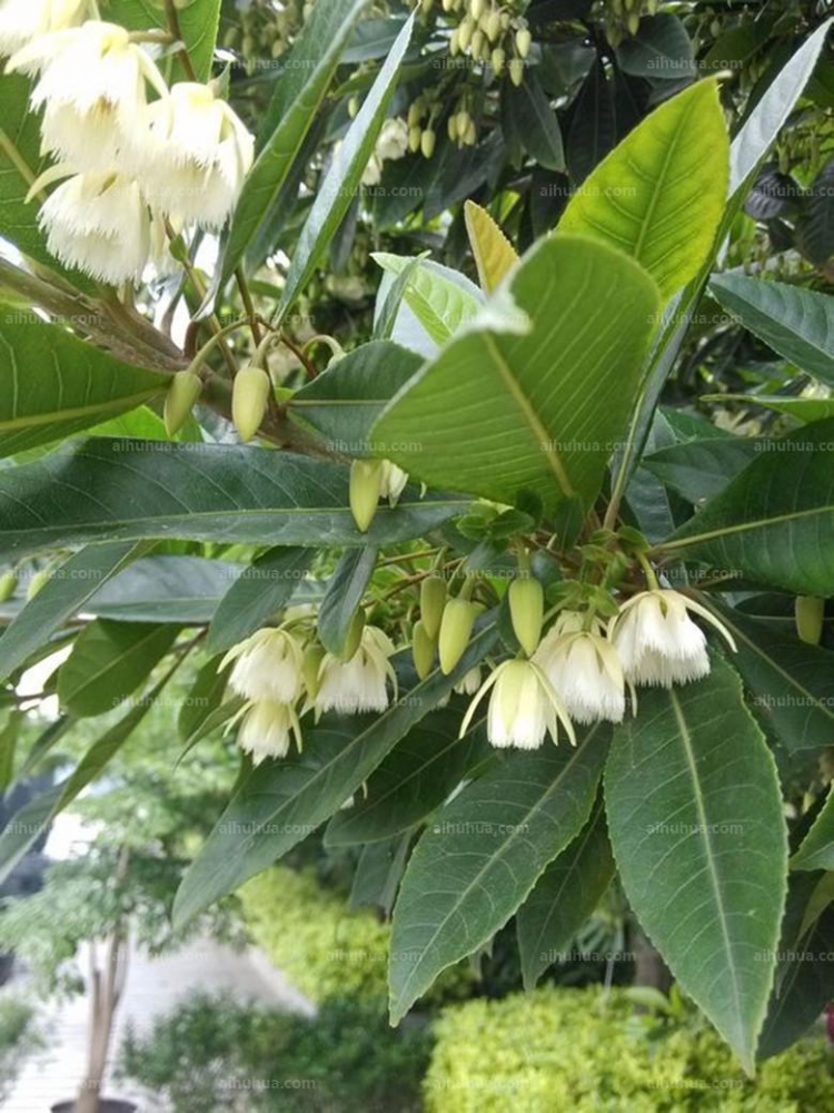 点击大图看下一张：尖叶杜英图片