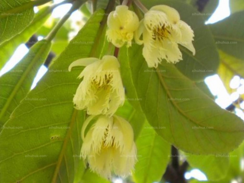 点击大图看下一张:尖叶杜英图片