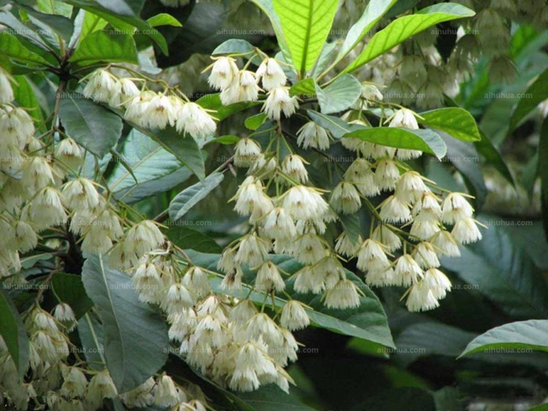 点击大图看下一张:尖叶杜英图片