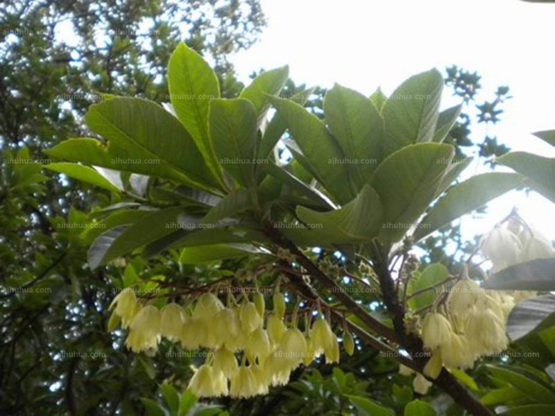 点击大图看下一张:尖叶杜英图片