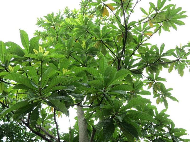 点击大图看下一张:尖叶杜英图片