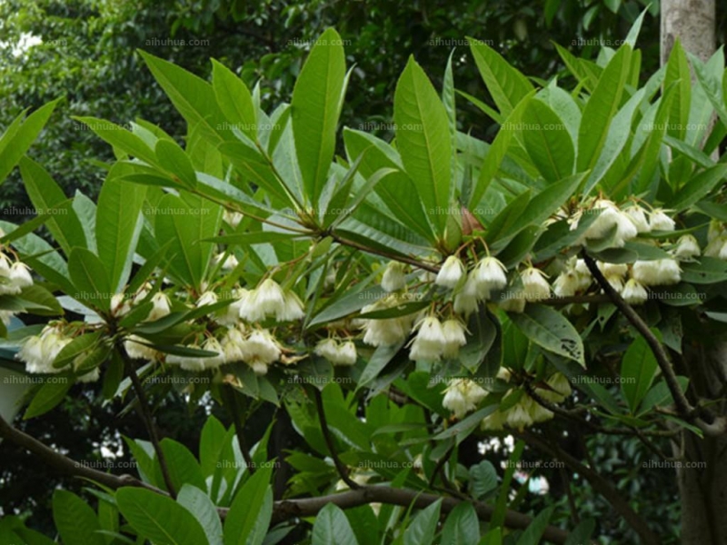 点击大图看下一张:尖叶杜英图片