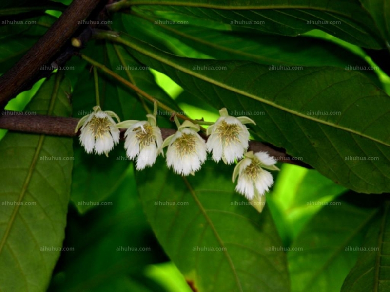 点击大图看下一张:尖叶杜英图片