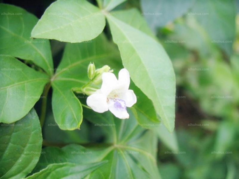 点击大图看下一张:宽叶十万错图片