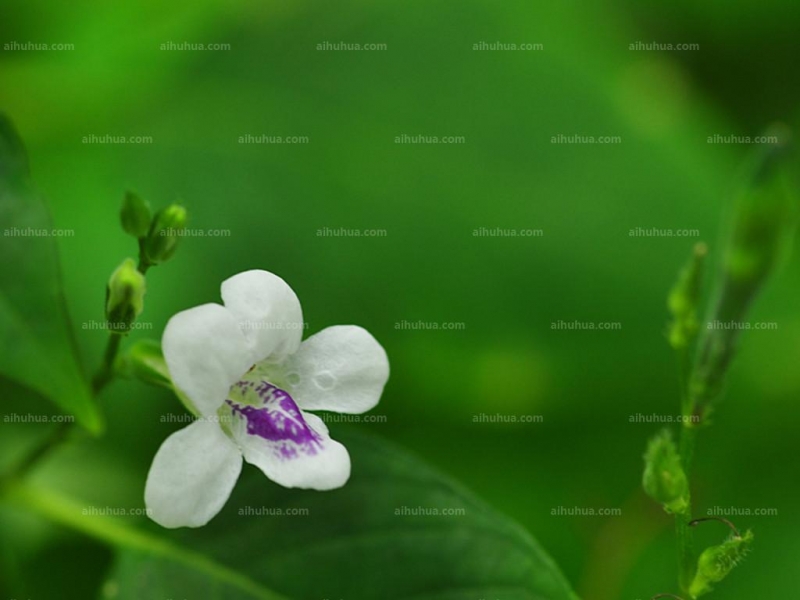 点击大图看下一张:宽叶十万错图片