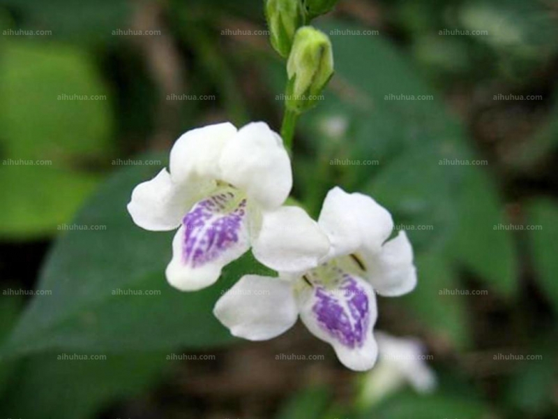 点击大图看下一张：宽叶十万错图片