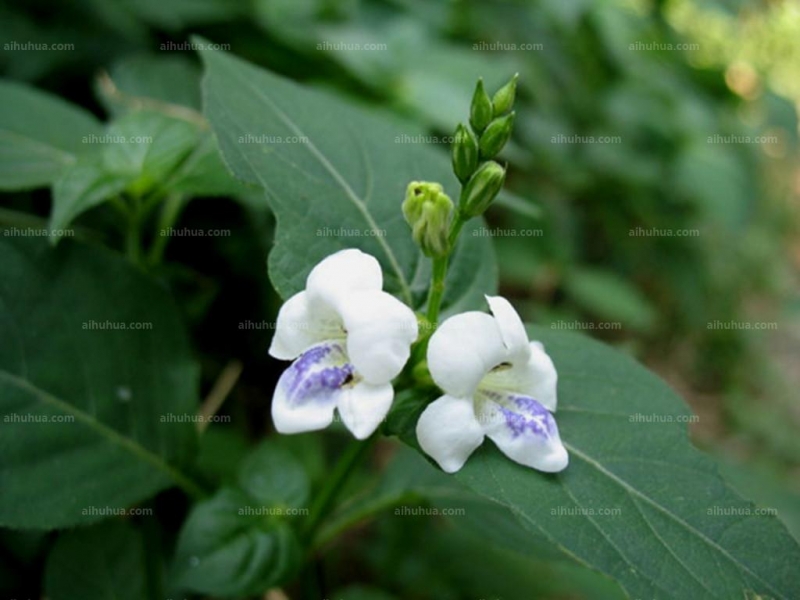 点击大图看下一张：宽叶十万错图片