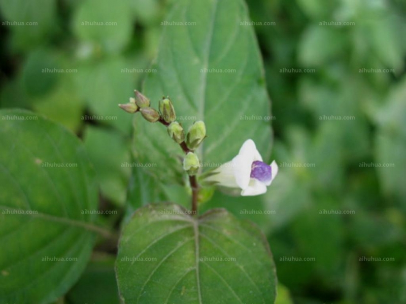 点击大图看下一张:宽叶十万错图片