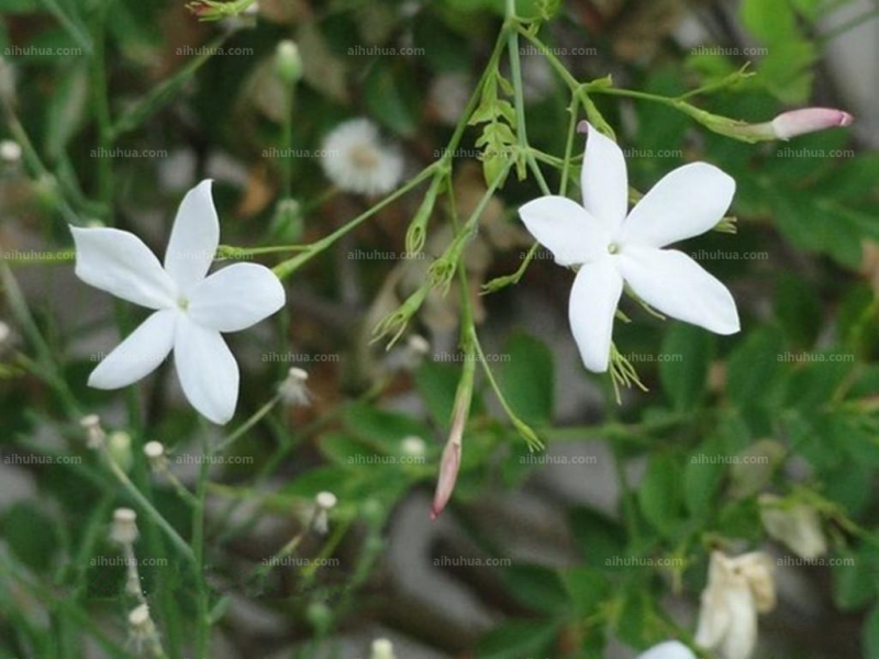 点击大图看下一张：素馨花图片