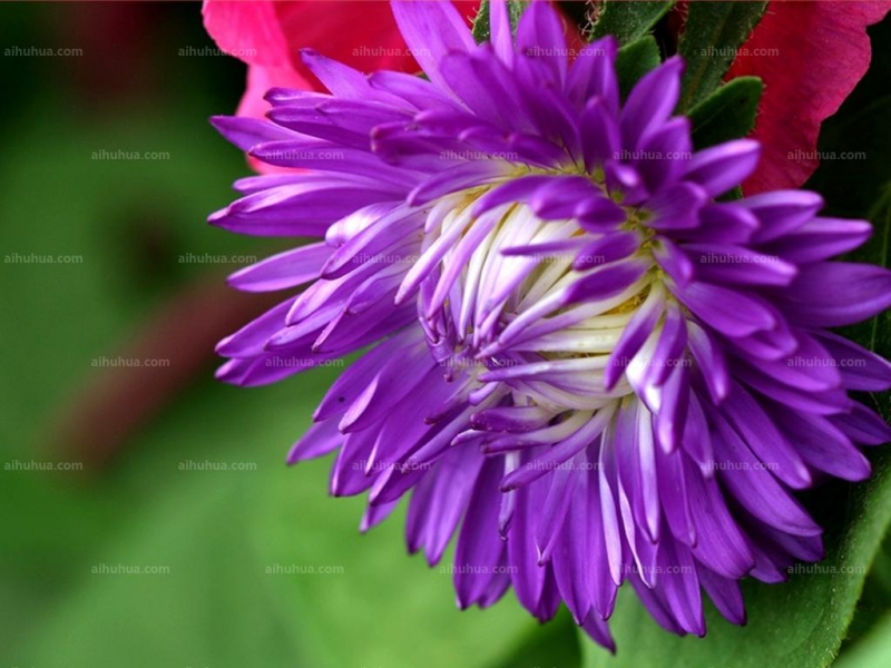 点击大图看下一张：紫菊图片