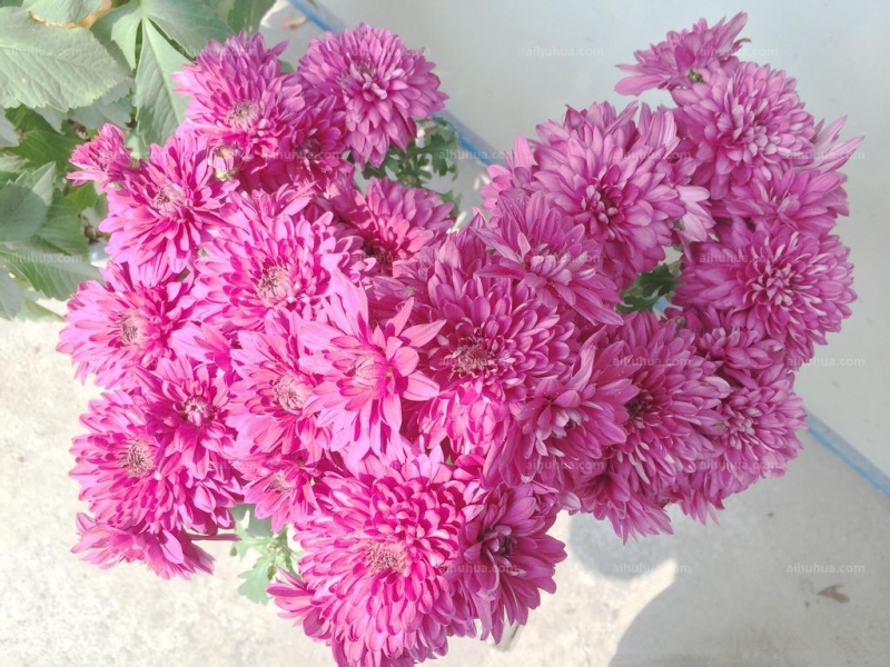 点击大图看下一张：紫菊图片