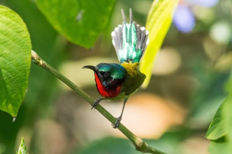 点击大图看下一张：叉尾太阳鸟图片