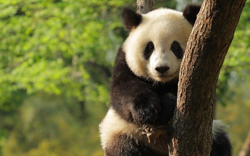 点击大图看下一张：国宝熊猫图片