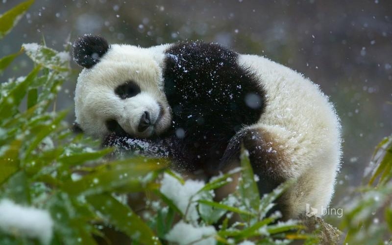 点击大图看下一张：国宝熊猫图片