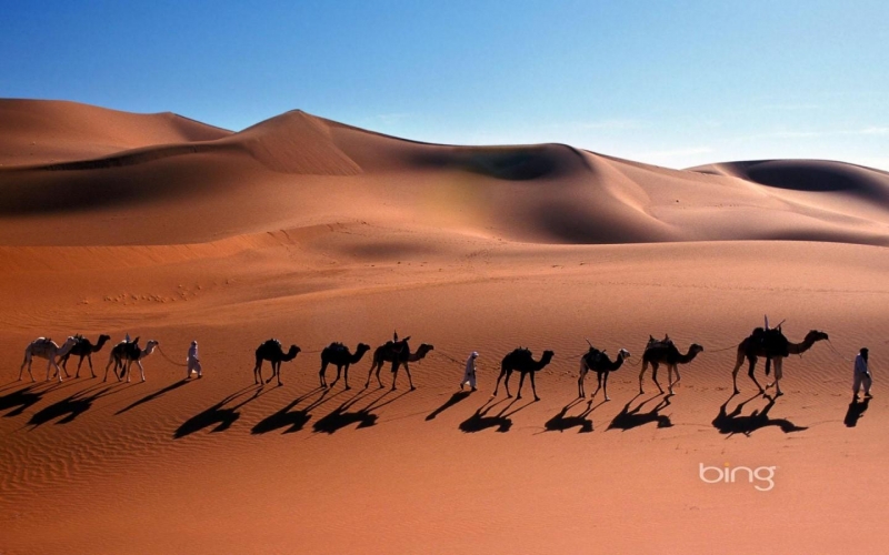 点击大图看下一张：沙漠中的骆驼