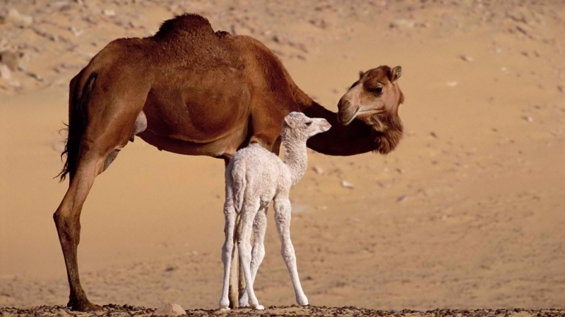 点击大图看下一张：沙漠中的骆驼