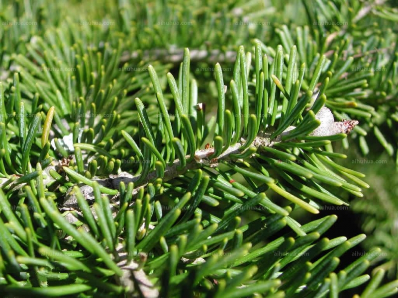 点击大图看下一张：冷杉图片