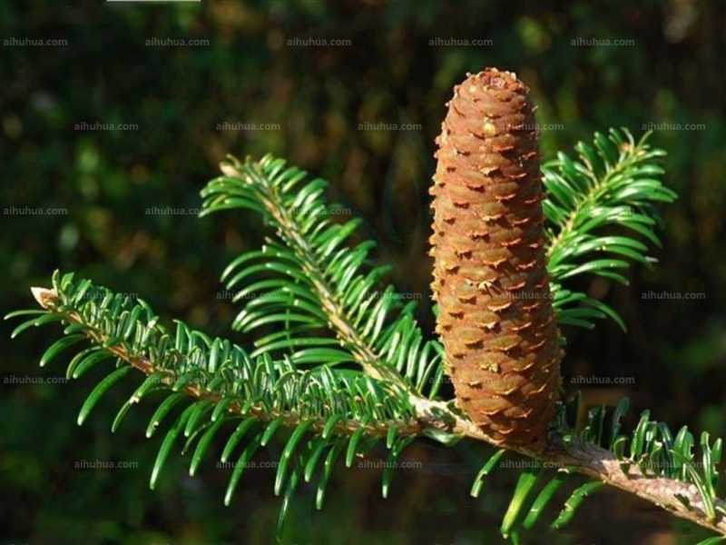 点击大图看下一张:冷杉图片